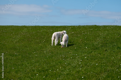 Baby lamb on green field © Marieke Feenstra