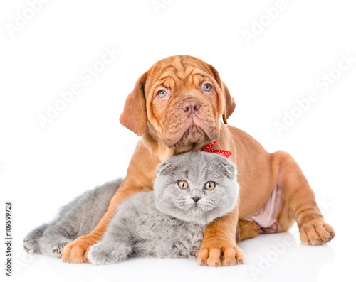 Fototapeta Naklejka Na Ścianę i Meble -  Bordeaux puppy dog embracing gray cat. isolated on white backgro