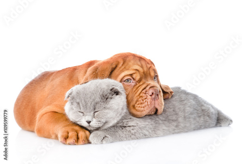 Bordeaux puppy hugs sleeping cat. isolated on white background