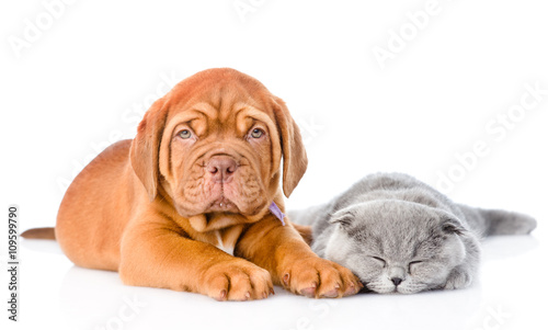Bordeaux puppy lying with a sleeping gray cat. isolated on white