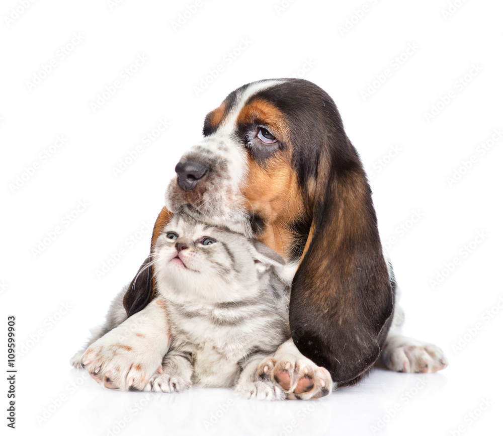 basset hound puppy embracing tiny kitten. isolated on white back basset hound puppy embracing tiny kitten. isolated on white back