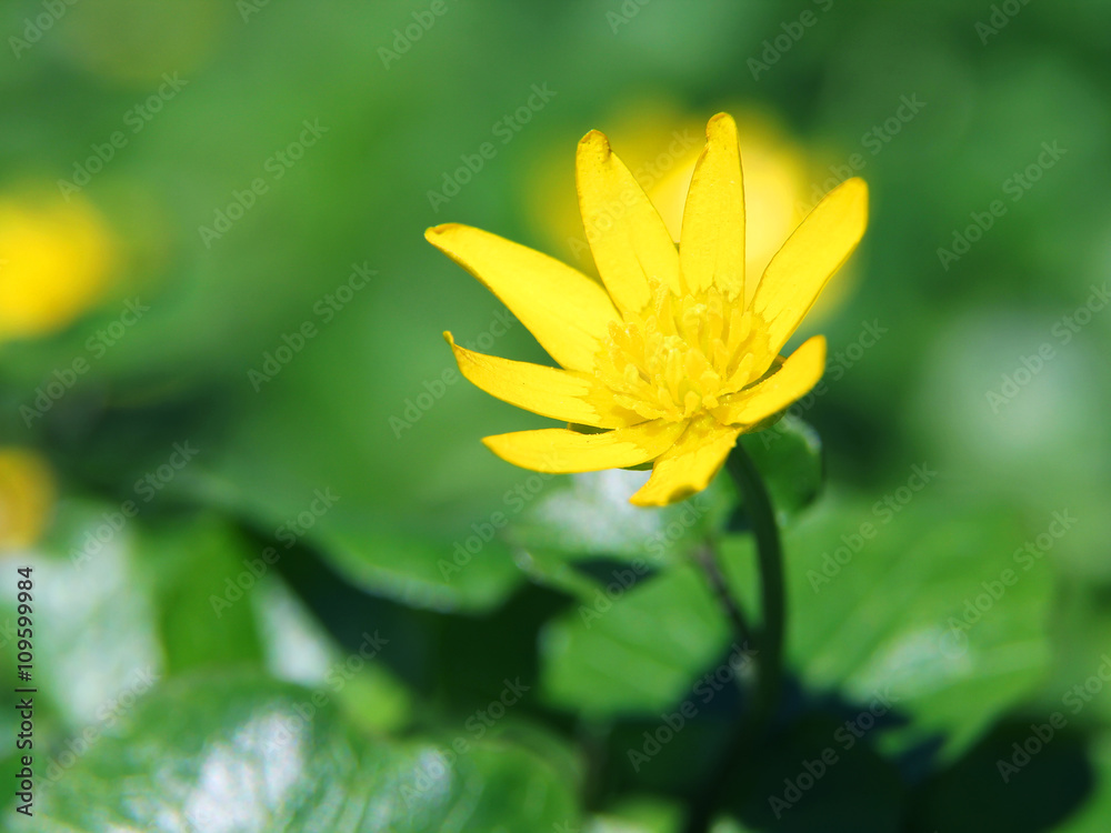 yellow flowers close up . Soft-focus. Natural background yellow flowers close up . Soft-focus. Natural background