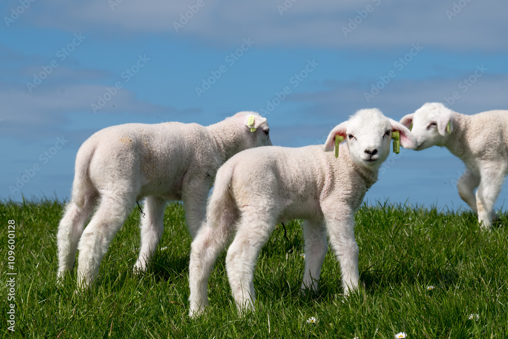 Fototapeta premium Baby Lamb on green field