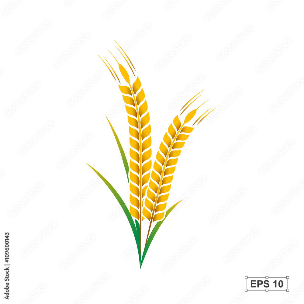 Rice,Vector illustration Rice,Vector illustration