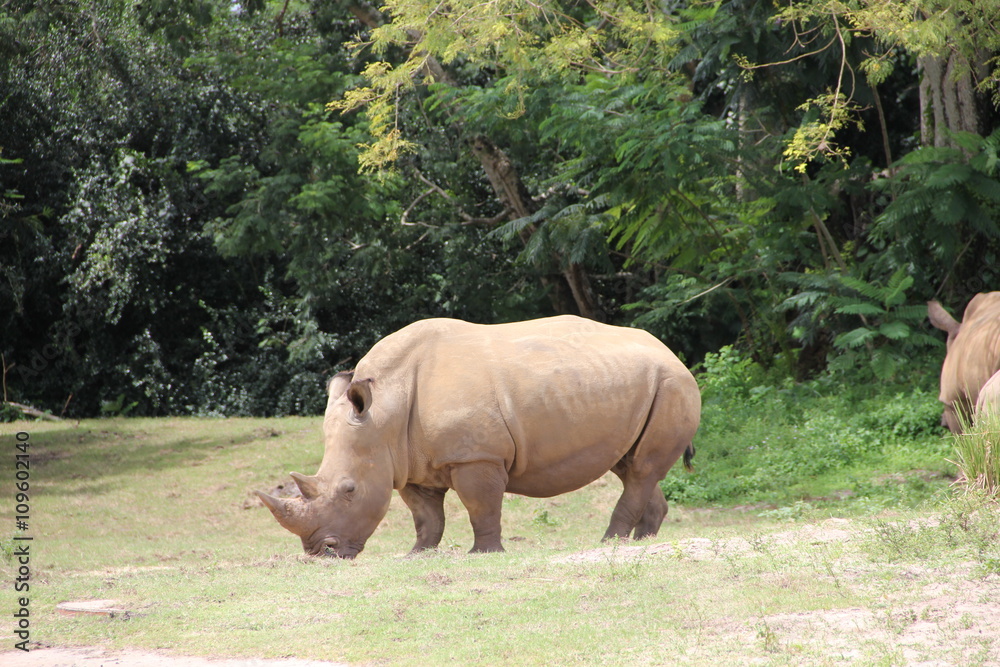 Obraz premium white rhino