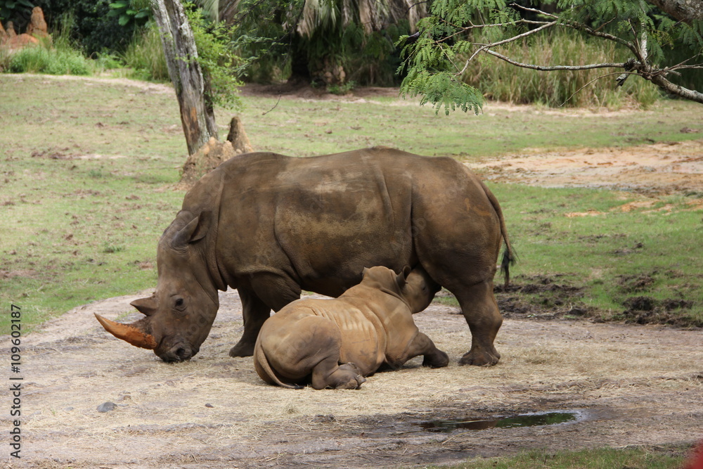 Fototapeta premium Rhino and Baby