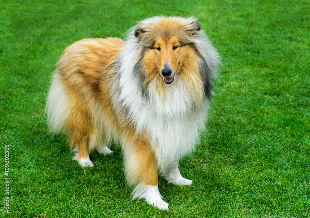 Long haired rough collie standing on green field. Long haired rough collie standing on green field.
