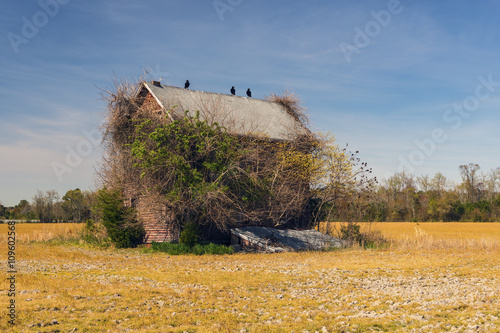  Abandoned and Ruined/Creepy, abandoned house overgrown with vegetation and vultures perched on roofline.