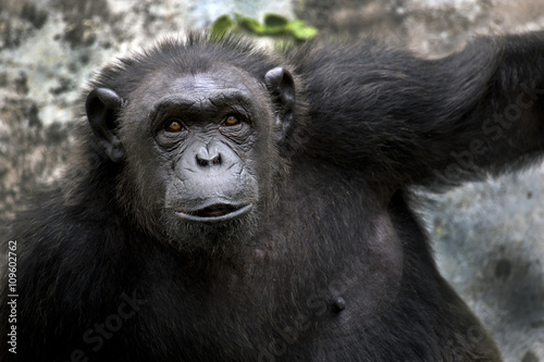 Portrait of black chimpanzee close-up © Tazzjang