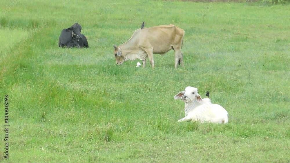 cow and bird relax in the Thailand countryside cow and bird relax in the Thailand countryside