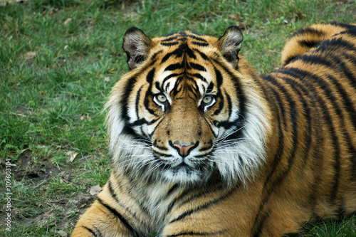 Tiger mit intensiven Augen