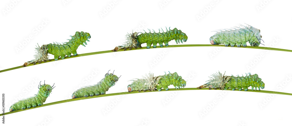 Obraz premium Isolated molting caterpillar of Atlas butterfly
