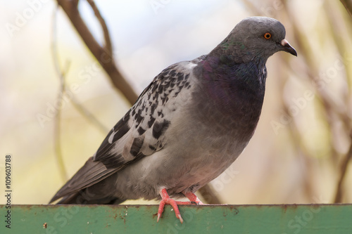 portrait of pigeon closeup