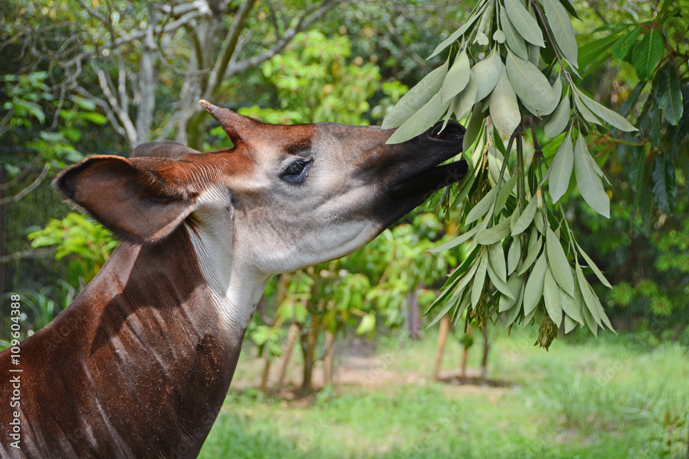 Fototapeta premium Okapia johnstoni having lunch