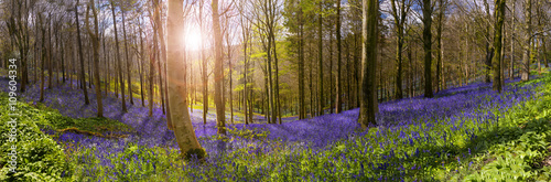 Sunlight illuminates peaceful bluebell woods