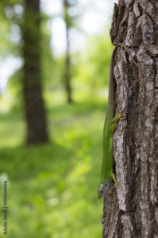 Green lizard in the wild.