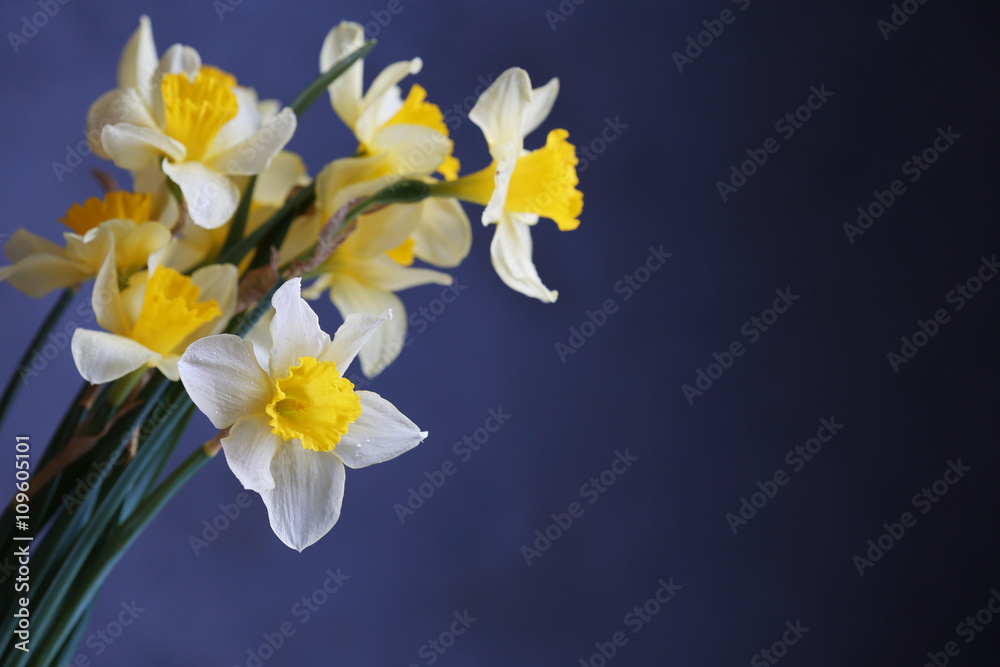 Fresh narcissus flowers on dark blue background Fresh narcissus flowers on dark blue background