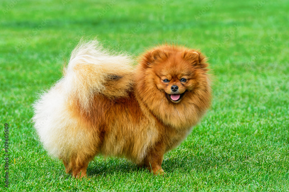 Miniature pomeranian spitz standing on green field. Miniature pomeranian spitz standing on green field.