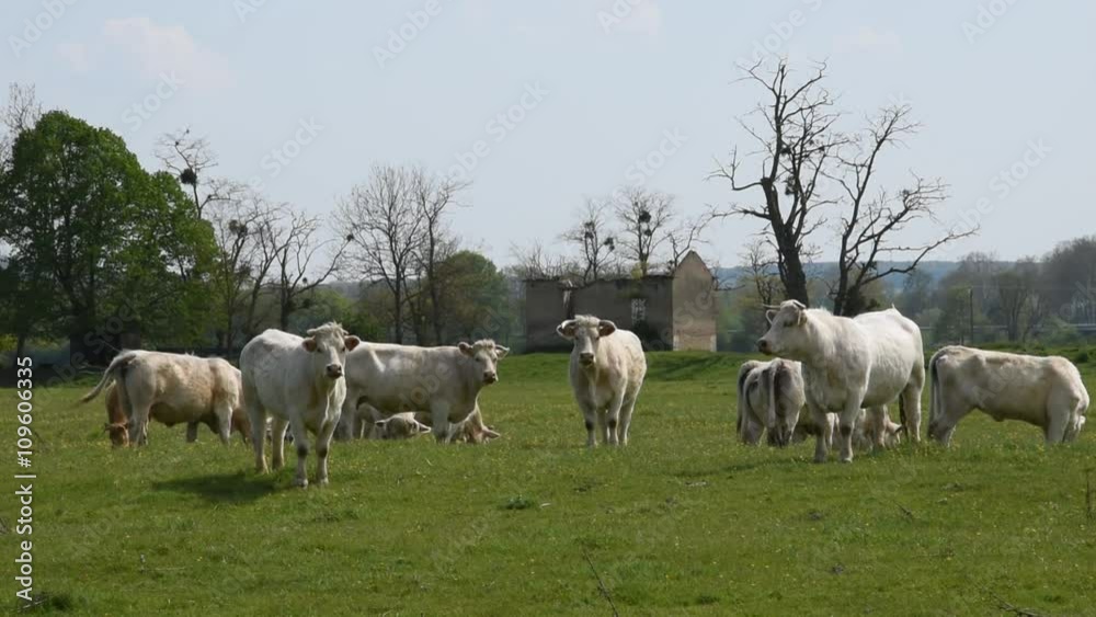 Cows in the fields Cows in the fields