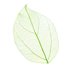Papier peint photo Nervures de feuilles Skeleton leaf isolated on white  © Africa Studio