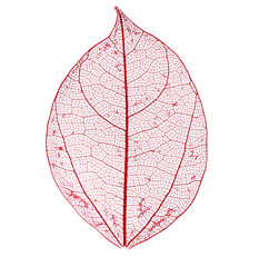 Papier peint photo Nervures de feuilles Skeleton leaf isolated on white  © Africa Studio