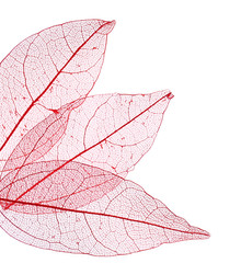 Papier peint photo Nervures de feuilles Skeleton leaves isolated on white  © Africa Studio