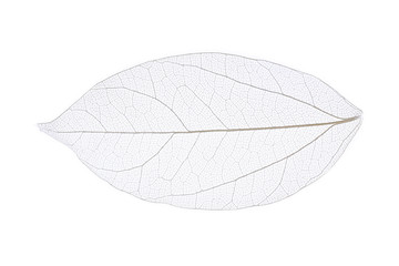Papier peint photo Nervures de feuilles Skeleton leaf isolated on white  © Africa Studio