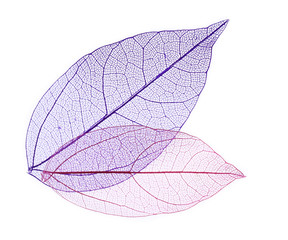 Papier peint photo Nervures de feuilles Skeleton leaves isolated on white  © Africa Studio