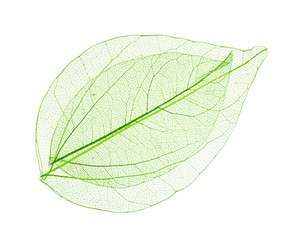 Papier peint photo Nervures de feuilles Skeleton leaves isolated on white  © Africa Studio