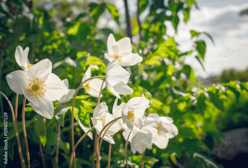 Белый нежный садовый цветок анемон