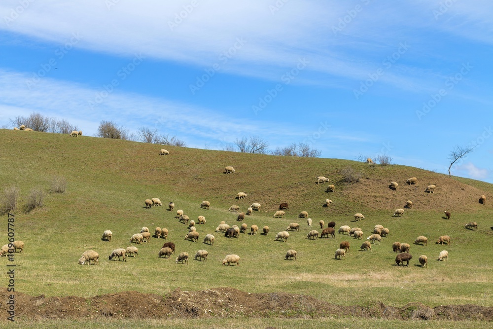 Fototapeta premium Flock of sheep
