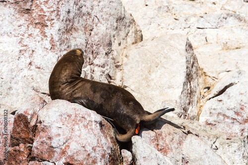 Sea lion pooing on the roack, Islas Ballestas, Peru
