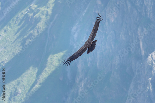 Adean condor wing spareading over Adean Moutain, Colca Canyon, A photo