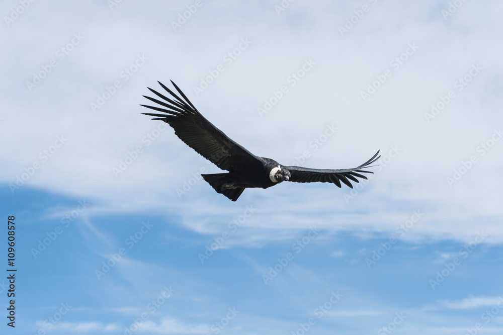 Fototapeta premium Andean Condor flying