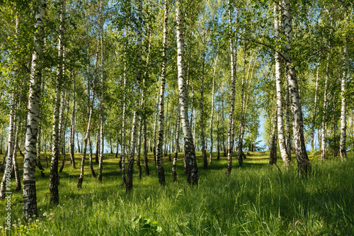 Birch tree forest