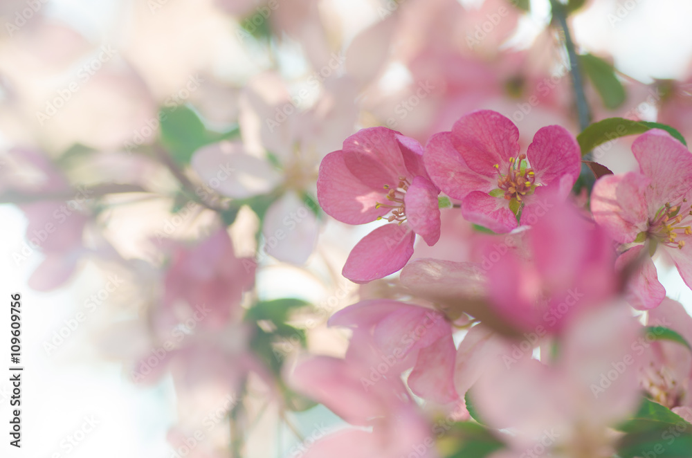 Obraz premium spring apple blossom