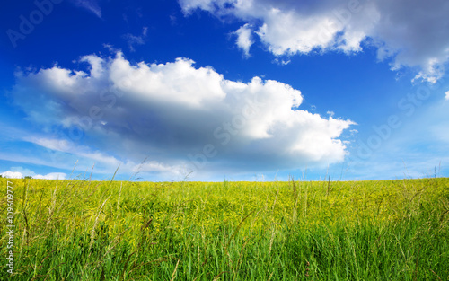 Field of grass and blue sky: