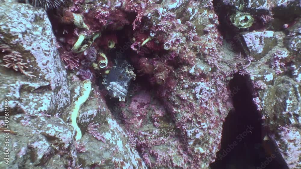 Fishthat Hide Under Rocks Fish dog hiding in the rocks on the seabed. Amazing underwater world ...