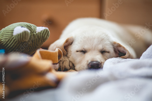 Fototapeta Naklejka Na Ścianę i Meble -  Dog puppy