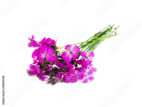 Fototapeta Naklejka Na Ścianę i Meble -  Wild pink flowers isolated