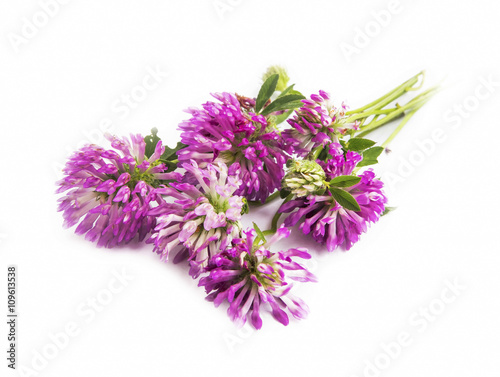 Red clover.Trifolium pratense isolated