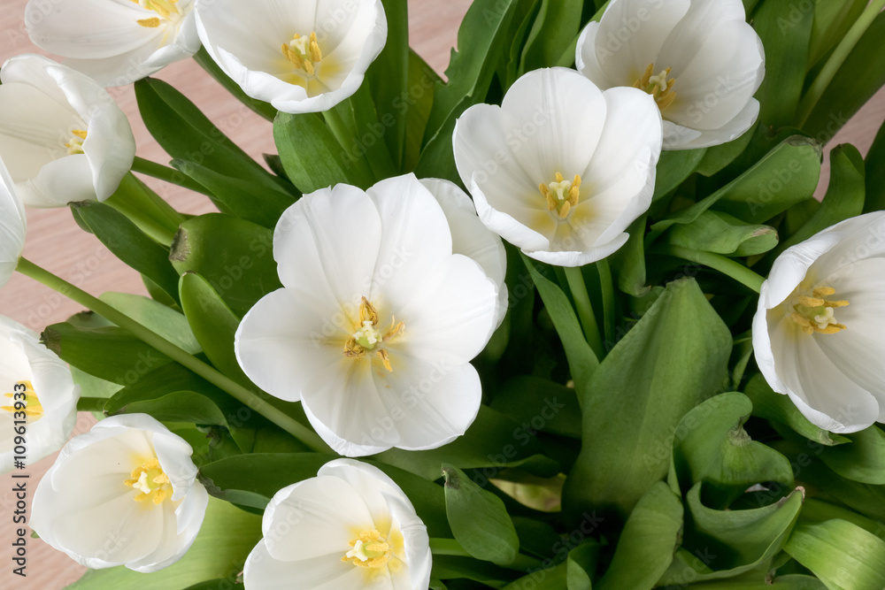 Obraz premium White tulips in the sun