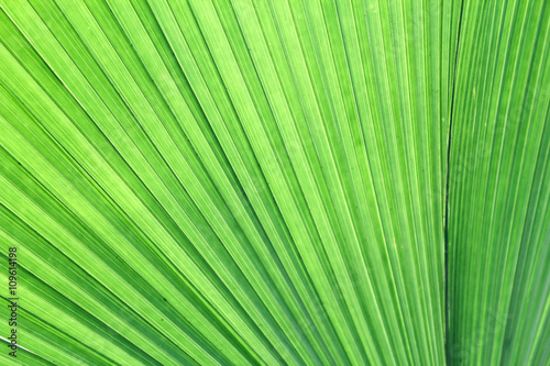 Palm leaf texture, Nature background  © nakornkhai