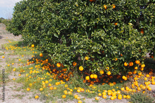Bloomy orange garden in Valencia