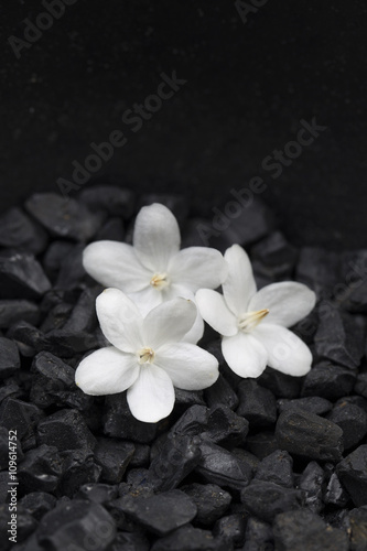 White flower on black bacjground