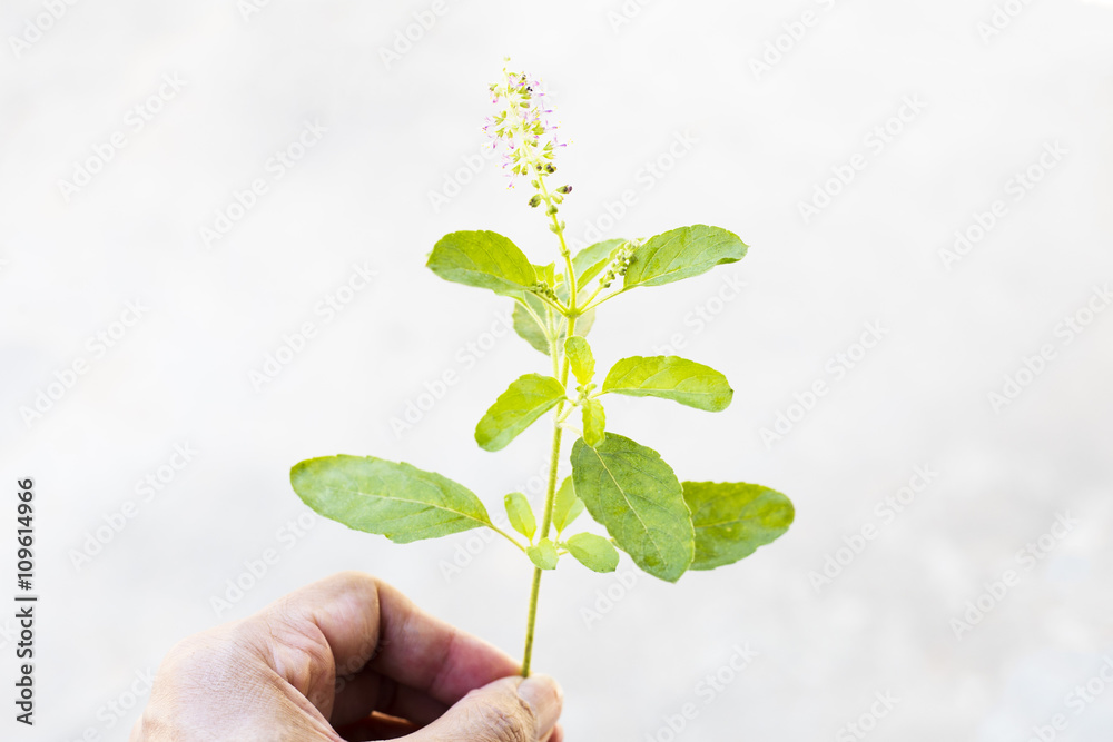 Holy basil