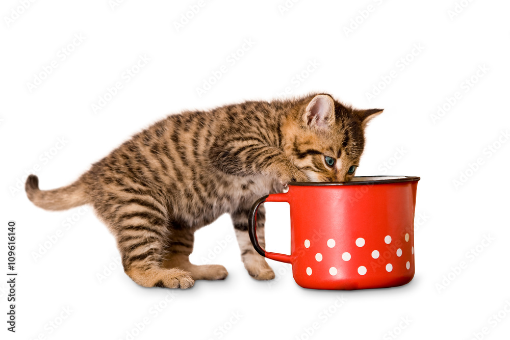 junge Katze / Kätzchen trinkt aus Tasse, Milchkanne – Stock-Foto | Adobe  Stock