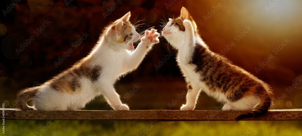 zwei junge Katzen spielen auf einem Holzbrett im Gegenlicht - obrazy, fototapety, plakaty 