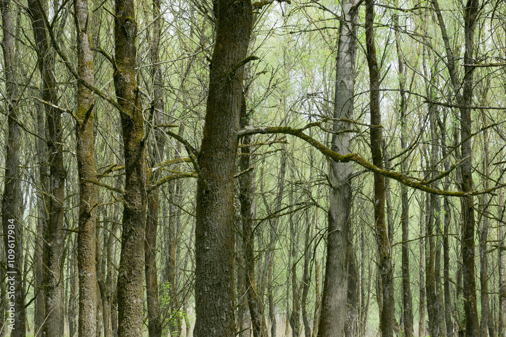 Obraz premium Bäume