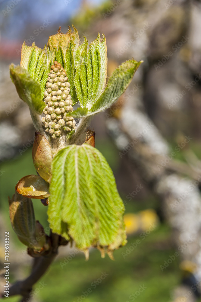 Chestnut leaves in springtime Chestnut leaves in springtime
